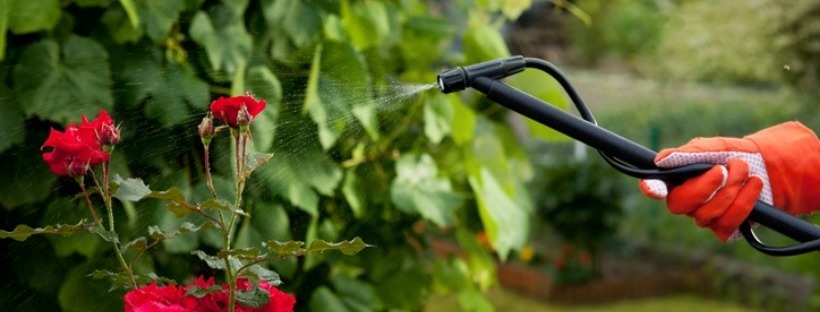 Fertilization & Pest Control