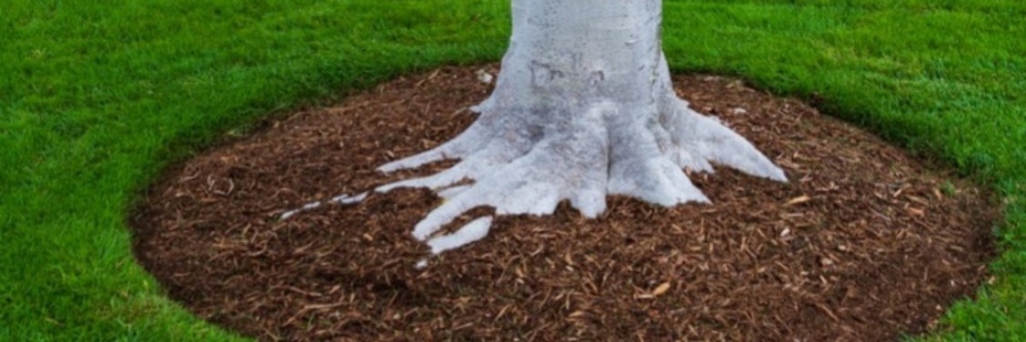 Tree Planting & Care